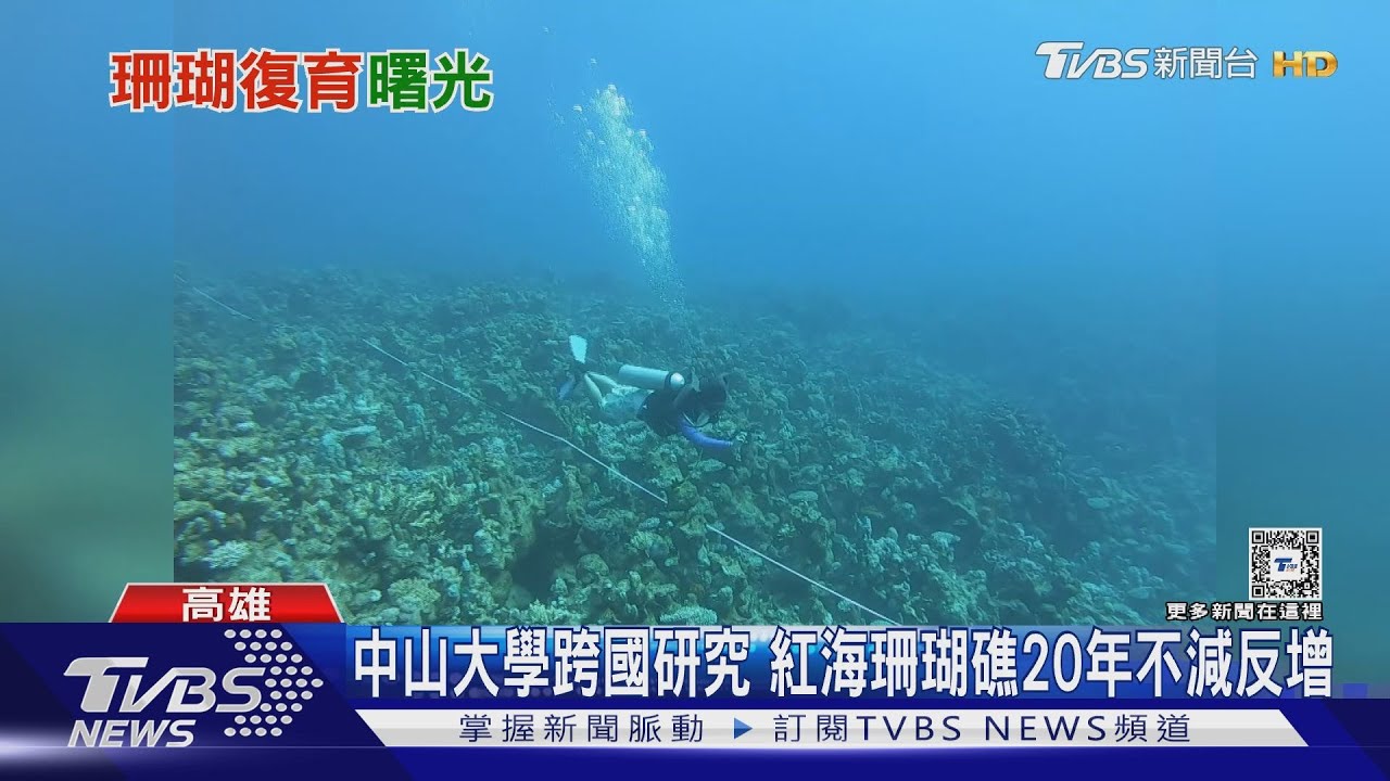 紅海珊瑚20年來不減反增!中山大學研究供墾丁借鏡復育