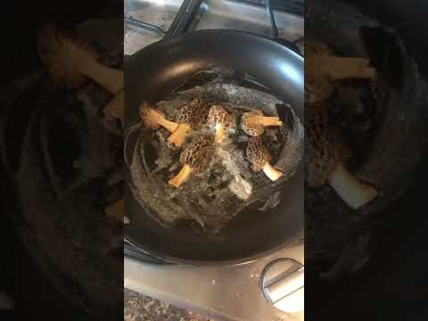 Cooking Morels