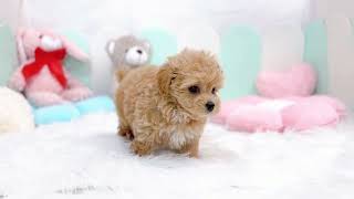 ハーフ犬の動画01