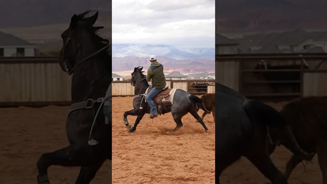 #ropeclub #teamroping #roping # horses #rodeo #classic #fastback #cactus