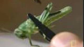 How locusts perceive the signal to swarm.