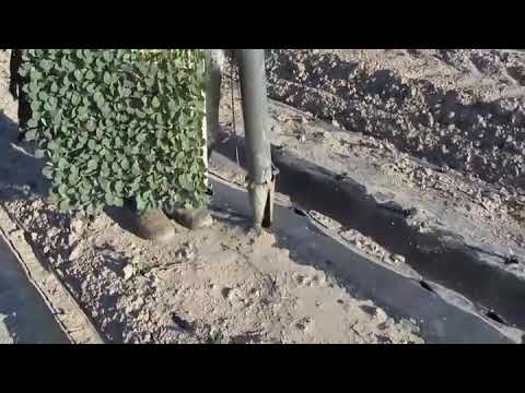 Пистолет для посадки рассады сквозь пленку ☎ +7(912)847-52-01WhatsApp/Viber/Telegram