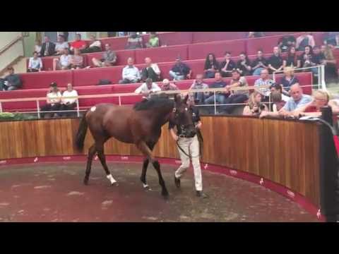 Doncaster Premier Sale 2016 : lot 376 LAURENS (Siyouni) : £ 220.000