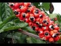 Guarana Herb Benefits 