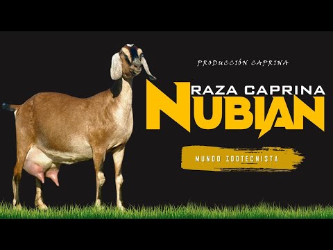 , title : '✅ Raza Caprina NUBIAN 🐐'