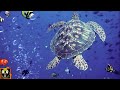 Underwater Sounds With Nature Oceanscapes Underwater Animals 8 Hours Deep Sea Sound Part 1
