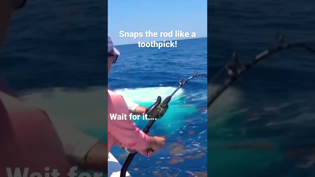 Giant Gulf Sword snaps rod! #deepseafishing #fishing #epic #broken #sword #swordfish #gulf #giant