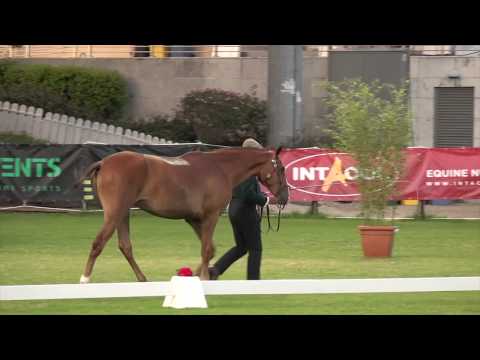 MOSCATELA DE LA GESSE - F PSL - 29/04/2016 - CASCAIS 2018