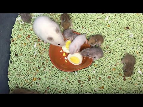 Hamster Babies First time Eating Egg White / Syrian hamsters Going Crazy on Egg White - Day 17