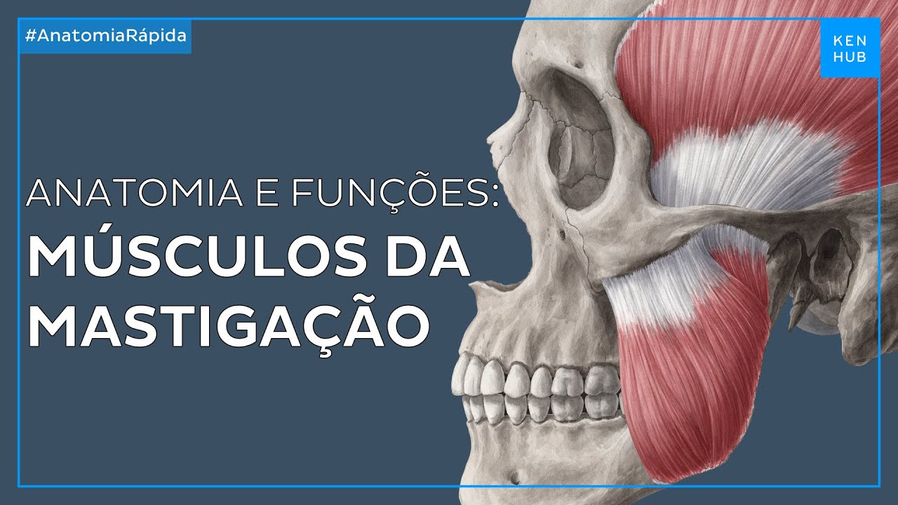 Músculos da mastigação: Anatomia e funções - Anatomia Fácil | Kenhub