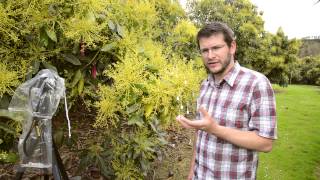 The mysteries of the avocado flower