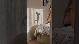 Download lagu Funny cat and cute part 41 #shorts mp3 Download lagu Funny cat and cute part 41 #shorts mp3