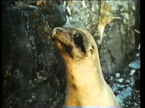 The Golden Seal (1983) Trailer