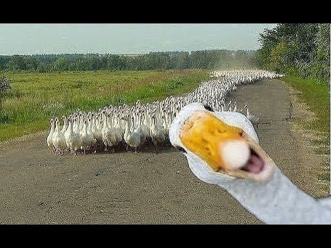 Angry Goose Chasing People And Animals - Funny Geese Attack Videos Compilation 2018 [BEST OF]