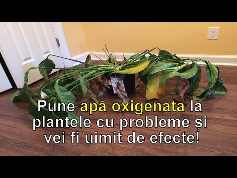 , title : 'Pune apa oxigenata la plantele cu probleme si vei fi uimit de efecte!'