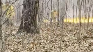 Why the spring allergy season in the Ozarks could be bad