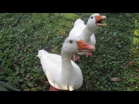 Le Oche Poldo e Fiammetta a villa Doria-Pamphilj.