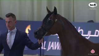 Download lagu N 219 AJ MAHAWY   EAHS National A H  Championships 2022   Mares 7  Years Old Section B Class 5B mp3 Download lagu N 219 AJ MAHAWY   EAHS National A H  Championships 2022   Mares 7  Years Old Section B Class 5B mp3