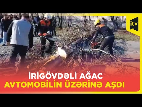 Qəbələdə irigövdəli ağac avtomobilin üzərinə aşıb