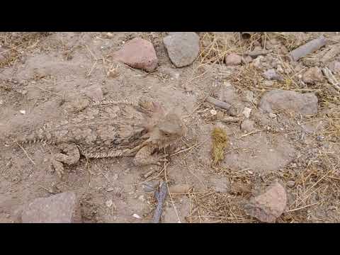 Who Would Win? One Spikey Boi or Easily Distracted Videographer