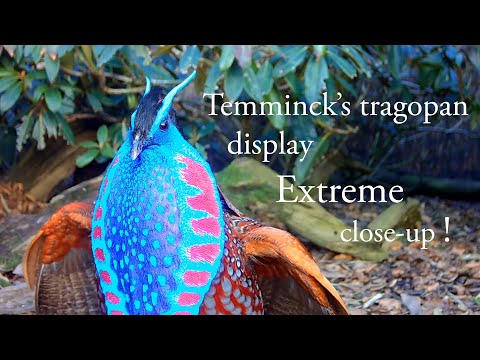 Temminckov tragopan — extreme close-up