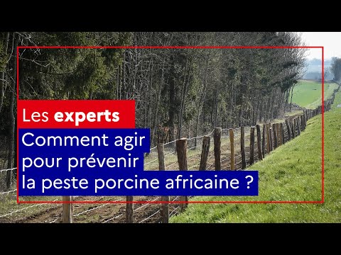 , title : 'Comment agir pour prévenir la peste porcine africaine ?'