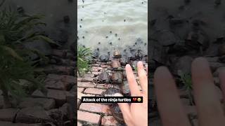 I Got Jumped By Turtles 😭