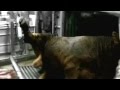 Der W - Fleisch (Official Video) 