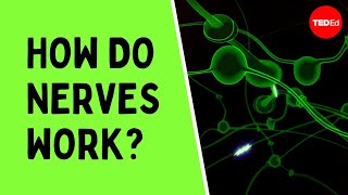 How do nerves work? - Elliot Krane