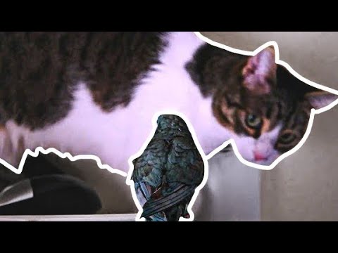 Convivencia: aves y gatos ¿juntos? ¿Cómo lo hago? | Peter Golop