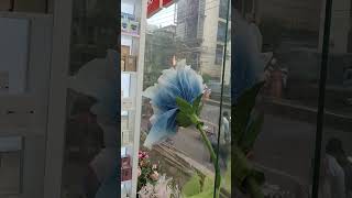 Download lagu miniso blooming flower #miniso #flower mp3