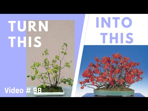 Japanische Zierquitte als Bonsai in Floßform