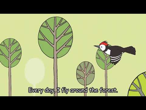 Hello Animals! HD | The Woodpecker (Episode 13)