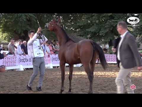 N 3 NASIRA AL CAPE   Spanish Nationals 2022   Yearling Fillies Section A Class 1A