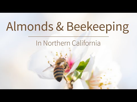 , title : 'Keeping Butte County Buzzing: Almonds & Beekeeping┃The Bucket List