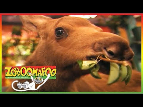 🦌 Zoboomafoo 131 | Funny Faces | Animal shows for kids | Full Episodes | HD 🦌