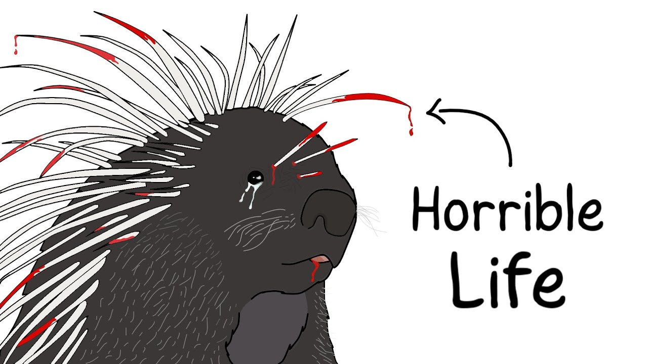 Why It Sucks to Be Born as a Porcupine