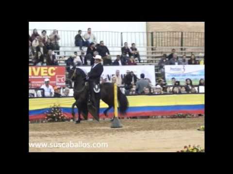 Cometa de Las Mercedes ( Tayrona del Paso x Nefertiti ), trote y galope.en Unaga 2010