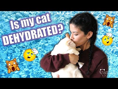 IS MY CAT DEHYDRATED? Here's how to tell (and what to do)! - Cat Lady Fitness