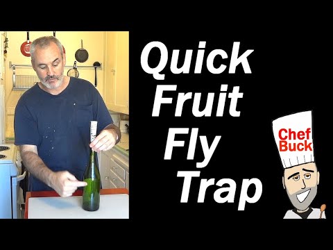 Get Rid of Fruit Flies Fast - Easy Fruit Fly Trap