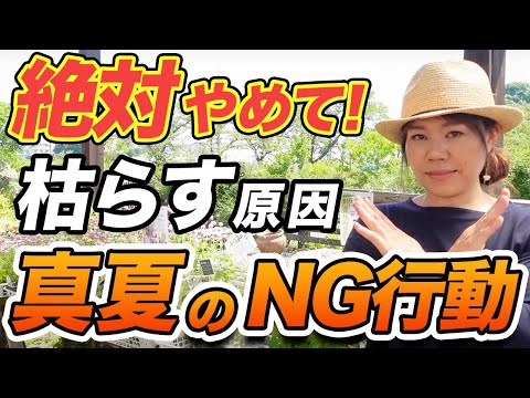 熱波の間、優先的に水やりをする鉢植えのゼラニウムの開花植物