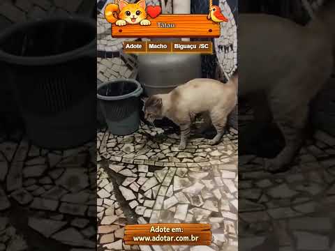 Vídeo de Tatau