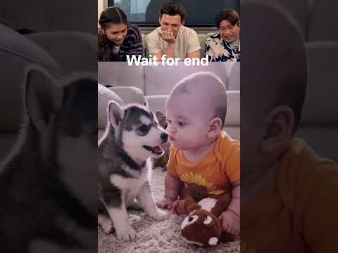 The Husky Barked... Baby Couldn't Believe It! 🤣🐶 #fun #funny #memes #petshub