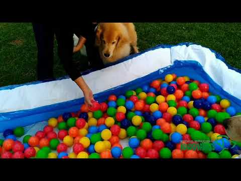 Vídeo de Hundeparadies - Daycare para Cães em Jundiaí, SP por Solutudo