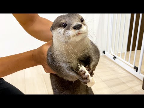 Ein Otter beschwert sich darüber, beim Fressen festgehalten zu werden. [Flussotter leben Tag 554]