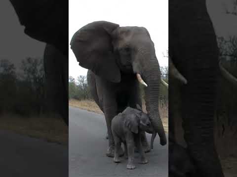 Elephant mother protects her baby from strangers 🥺