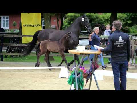 23. Hengst, geb. 25.04.2022 – V: Finest M: Witellus – Trafaret