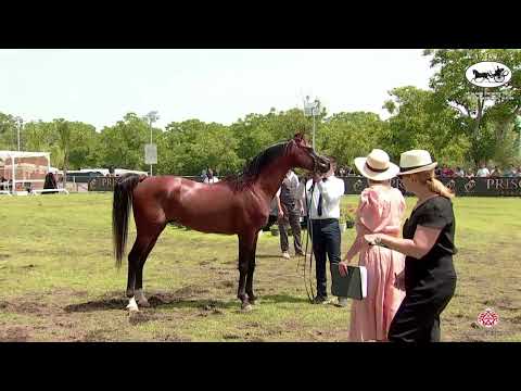 N 94 TRESOR ANGELINO   Vesuvio Trophy 2022   International   Stallions 7 9 Years Old Class 11