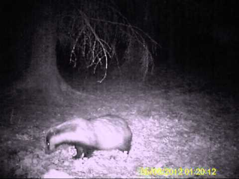 Badger and Pine Marten