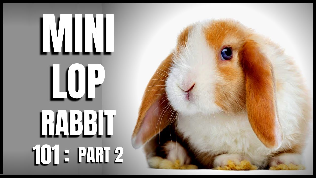 Mini Lop Rabbit 101: Part 2